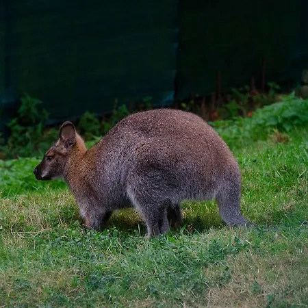 Casas Rurales Taramundi Verde